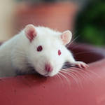 lab rat by liorness