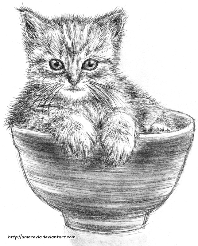 A cup of kitten