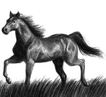 Black horse