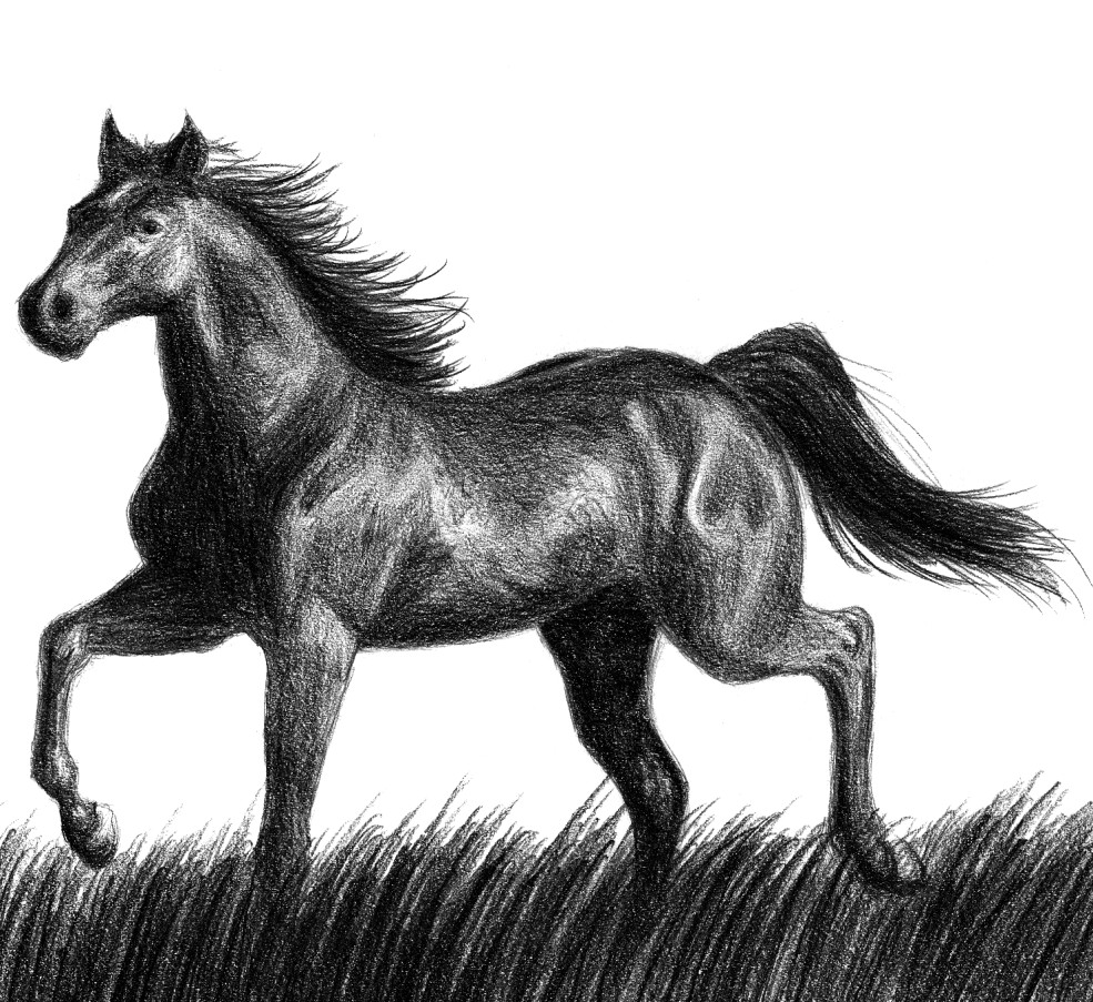 Black horse by Amarevia