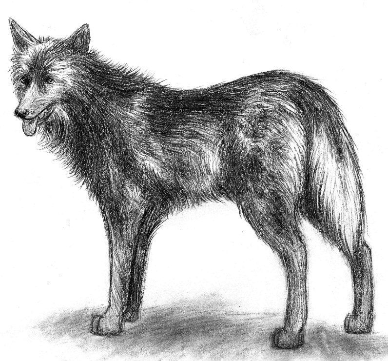 Black wolf