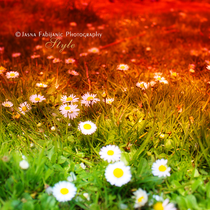 Daisies