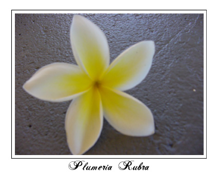 Plumeria Rubra