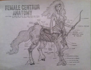 Female Centaur Anatomy