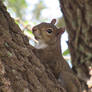 Nuts, He Can See Me