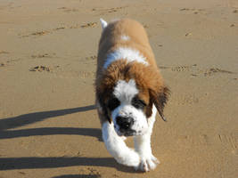 St. Bernard Puppy 'Mia' 19