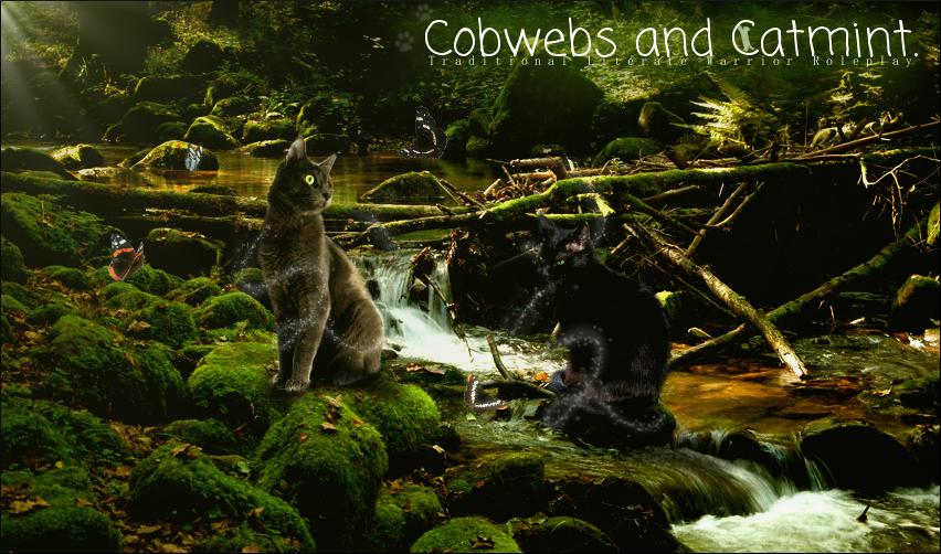 Cobwebs And Catmint Banner Contest