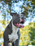 Blue Pit Bull by TKdesign10