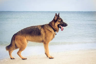 German Shepherd