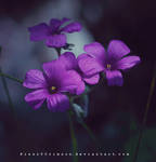 Purple Flowers. by KissofCrimson