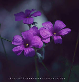 Purple Flowers.