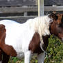 Ocracoke Pony II