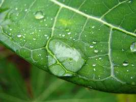 Dew drop magnification