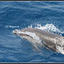 dolphin at Tarifa I