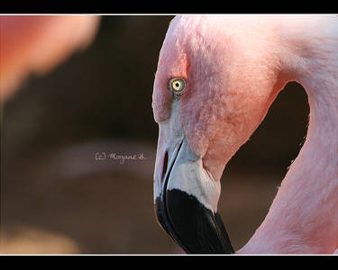 flamingo I