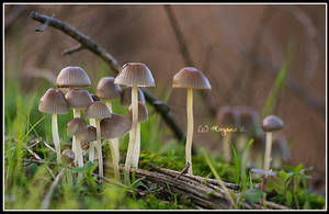 mushrooms