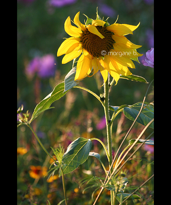 Tournesol