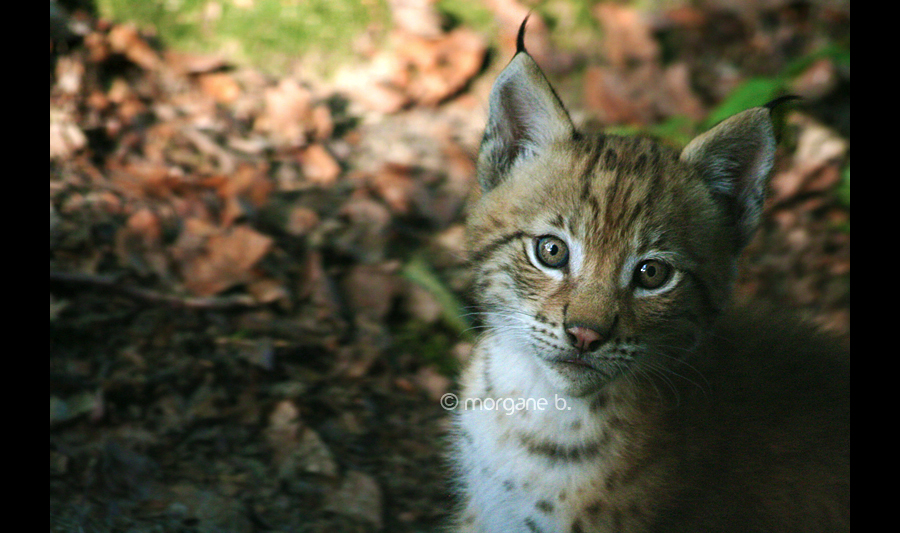 Lynx II