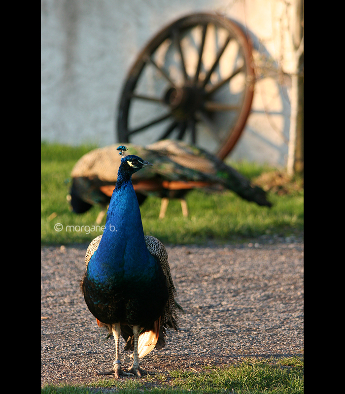 Peacock I