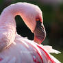 Lesser Flamingo III