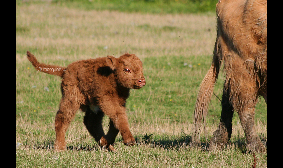 Highland Calf I