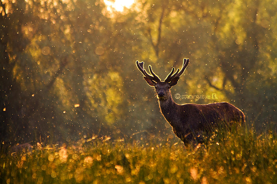 Proud red deer IV by moem-photography