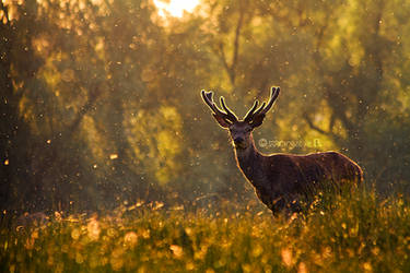 Proud red deer IV