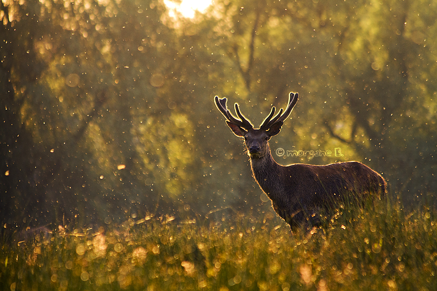 Proud red deer IV