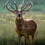 Red deer II