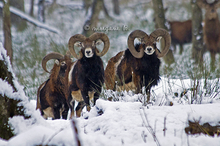 Corsican mouflon