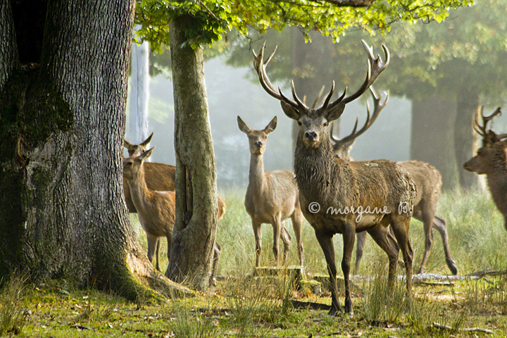 foggy morning I