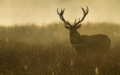 Proud red deer VI