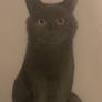 Black Cat