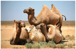 Camels by bydnam