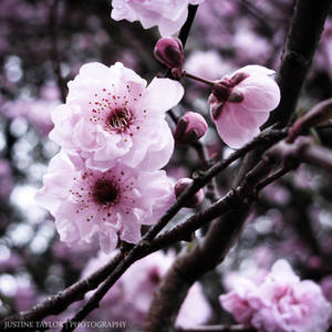 Spring Blossom 2