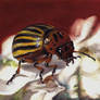 Colorado Potato Beetle