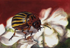 Colorado Potato Beetle