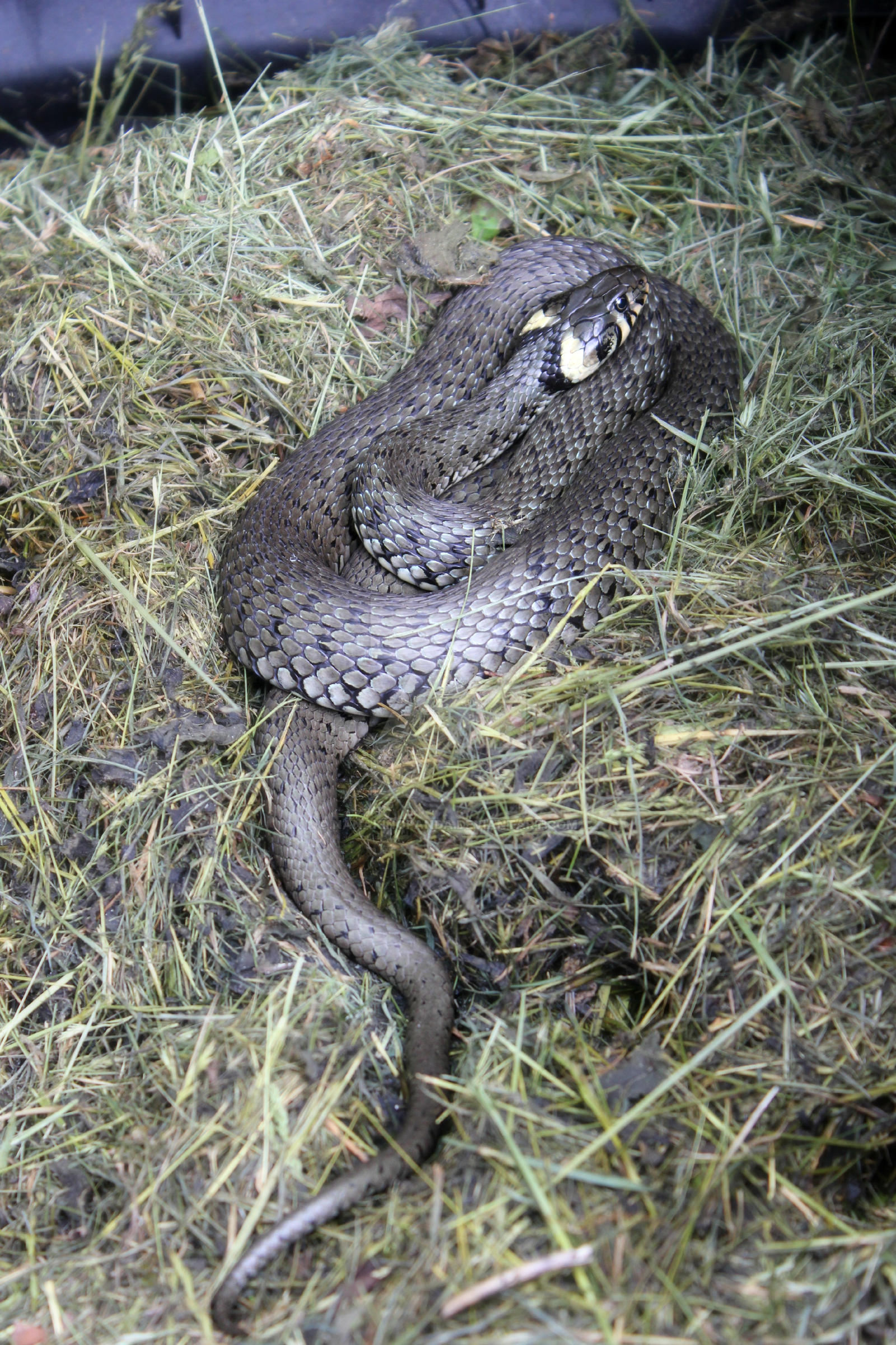 Cap Natrix natrix natrix -full size by NanakiNoPanda on DeviantArt