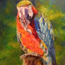 Harry - macaw