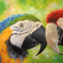 Macaws in love