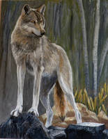 GREY WOLF