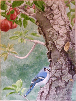 BlueJay and Apple Tree