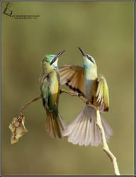 BEE EATER