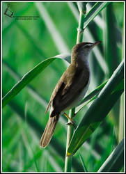 Reed Warbler