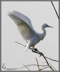 Cattle Egret