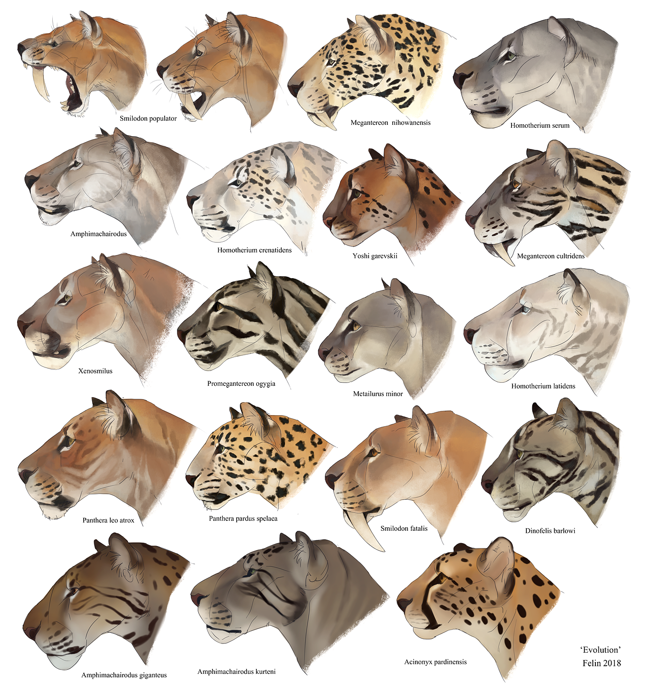 Cat evolution discount