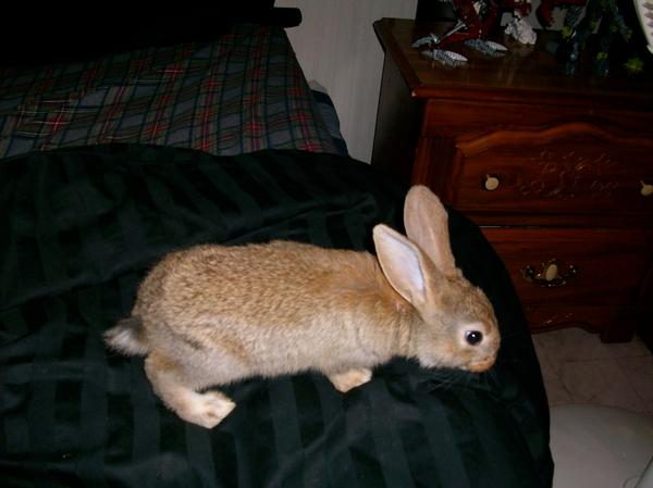 My Bunny