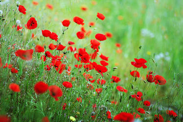 poppies