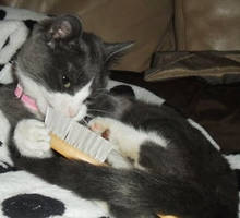 Kiki wants to be brushed