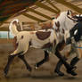 Halter Show: Bouncy